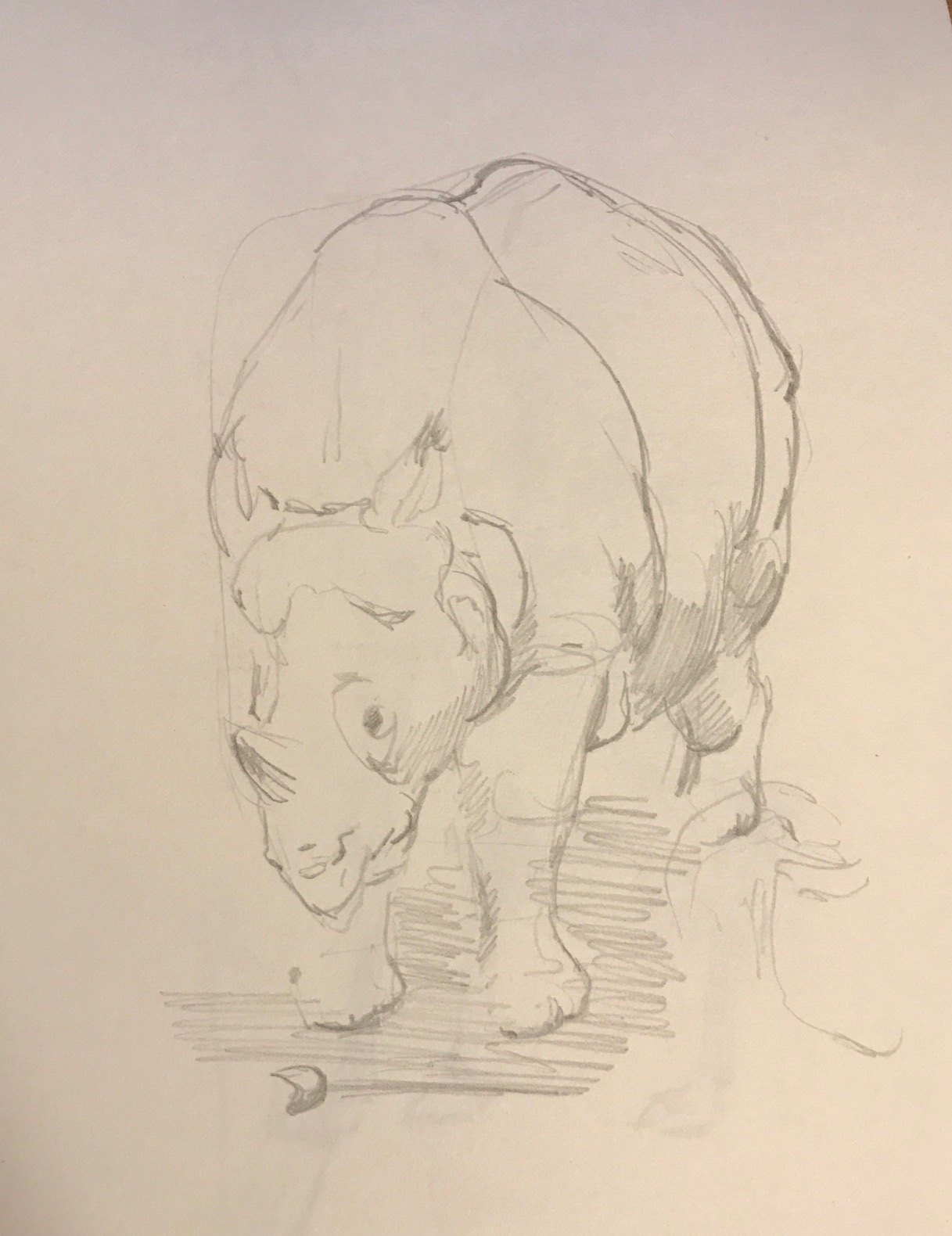 Beautiful rhino that we saw