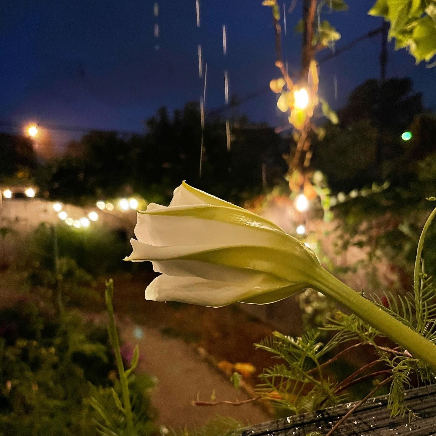 Second flower waited for a thunderstorm.