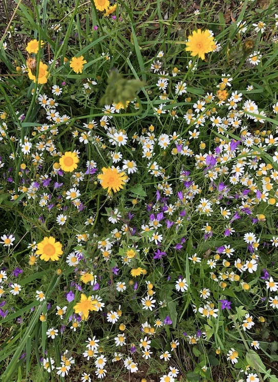 Endless wild flower bouquets cheering us on…