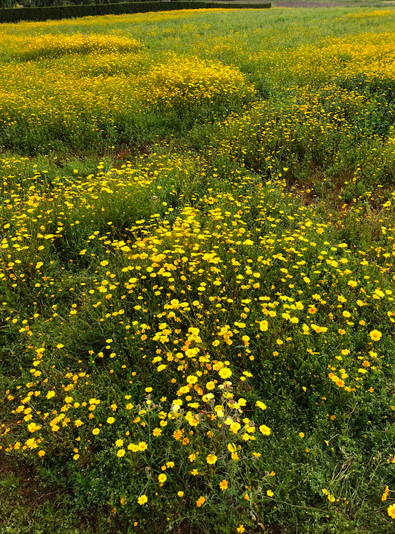 yellow flowers.png