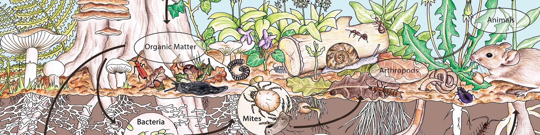 Ecosystem.jpg