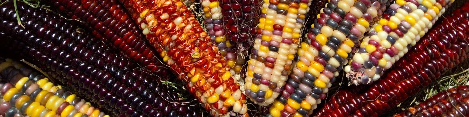 Corn.jpg