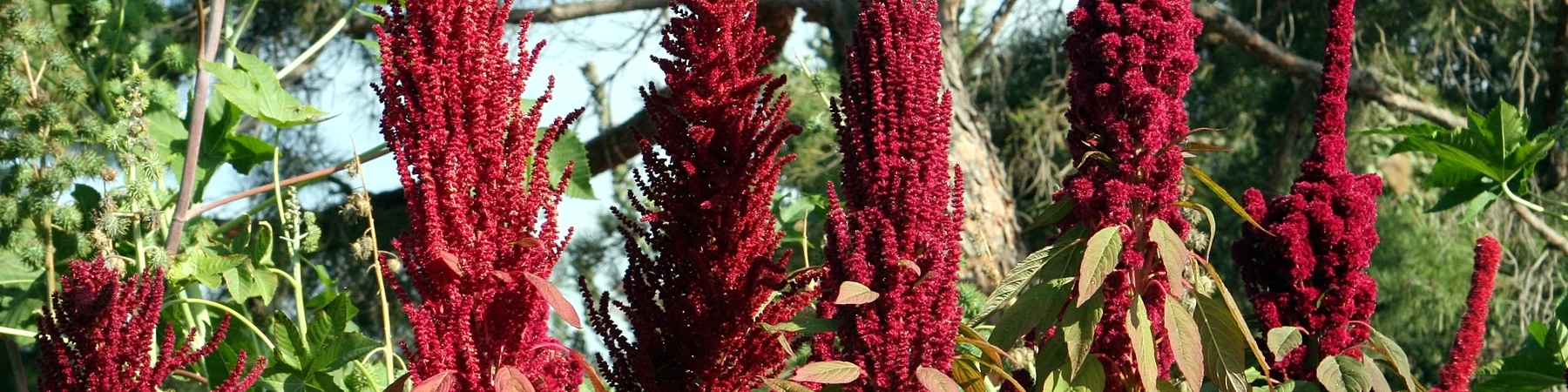 Amaranth.jpg