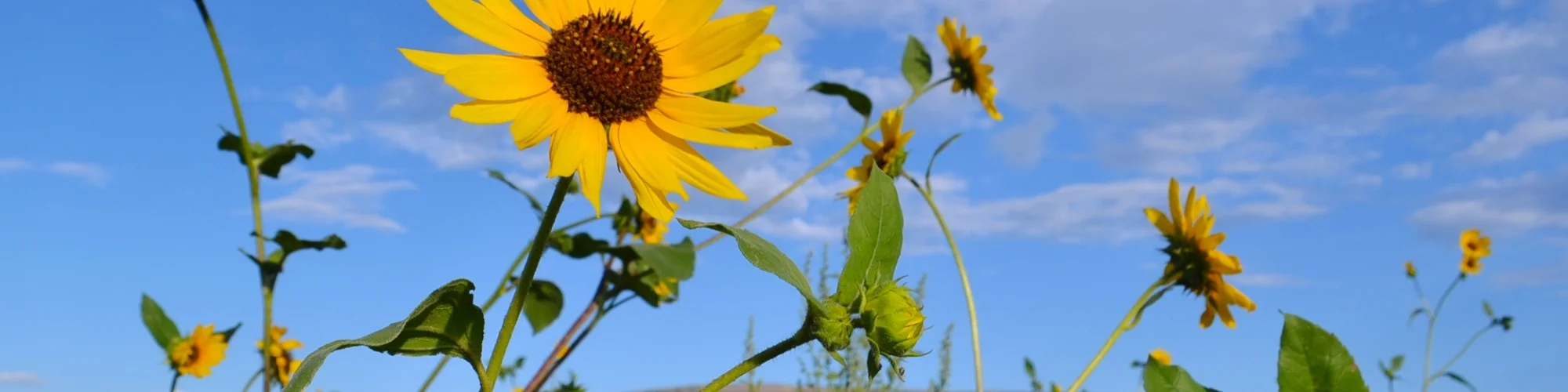 Sunflowers.jpg