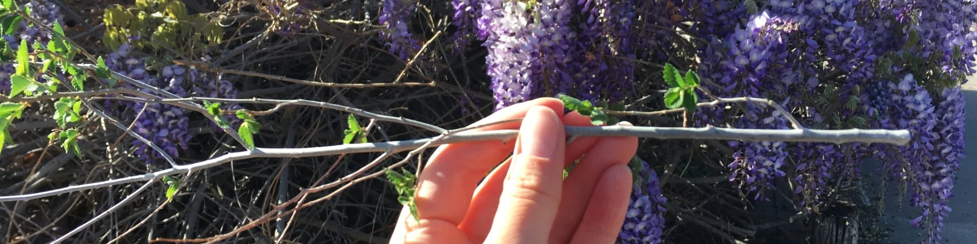Wisteria (1).jpeg