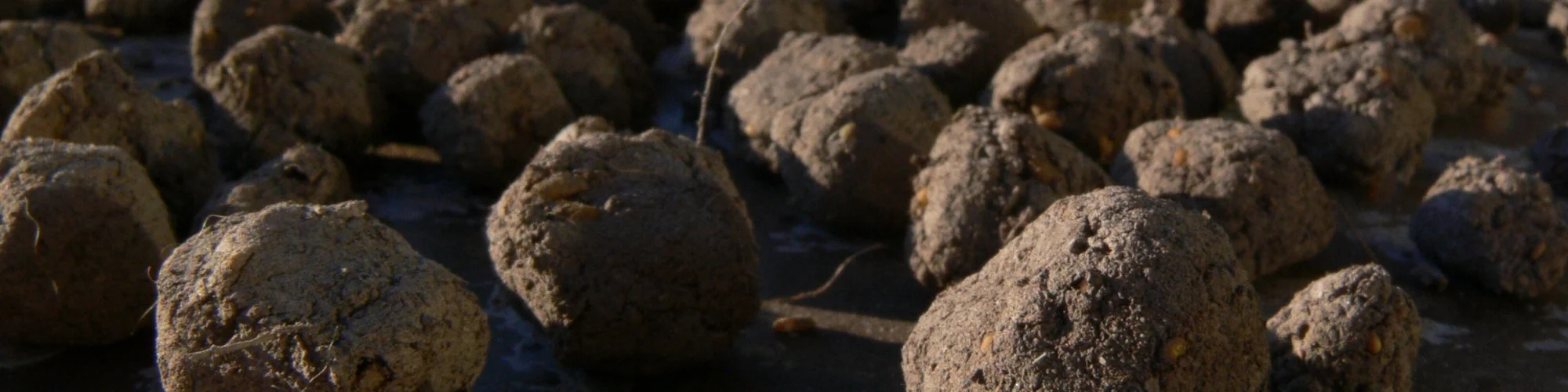 Seed bombs.jpg