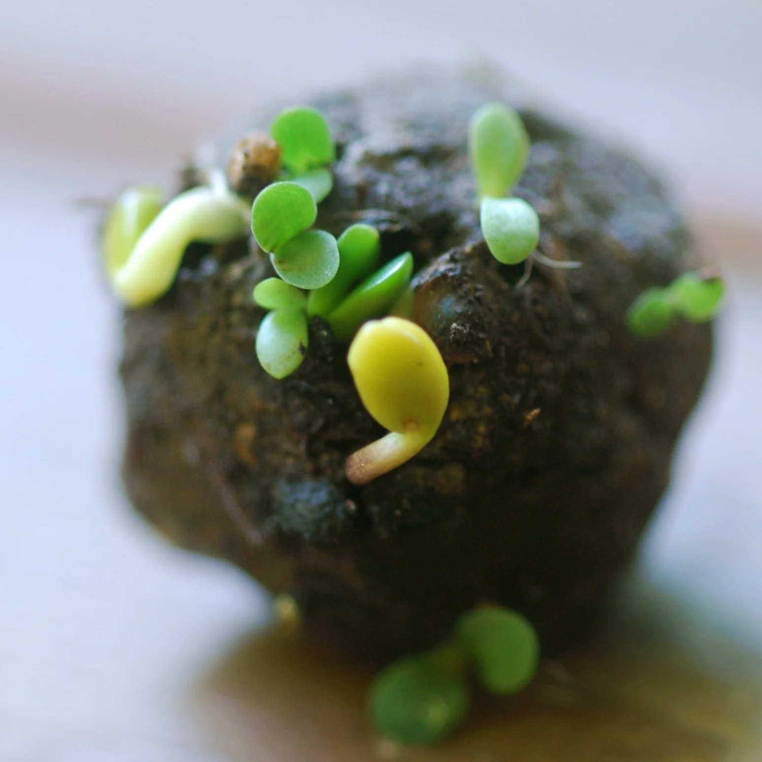 Seed bomb (1).jpg