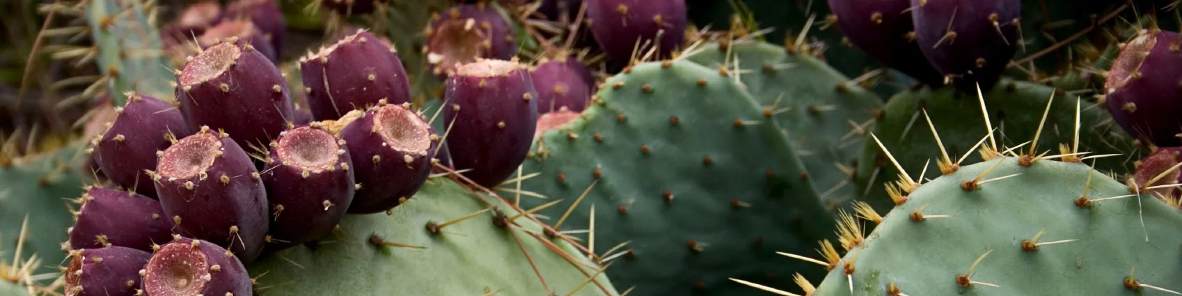 Prickly Pear.jpg