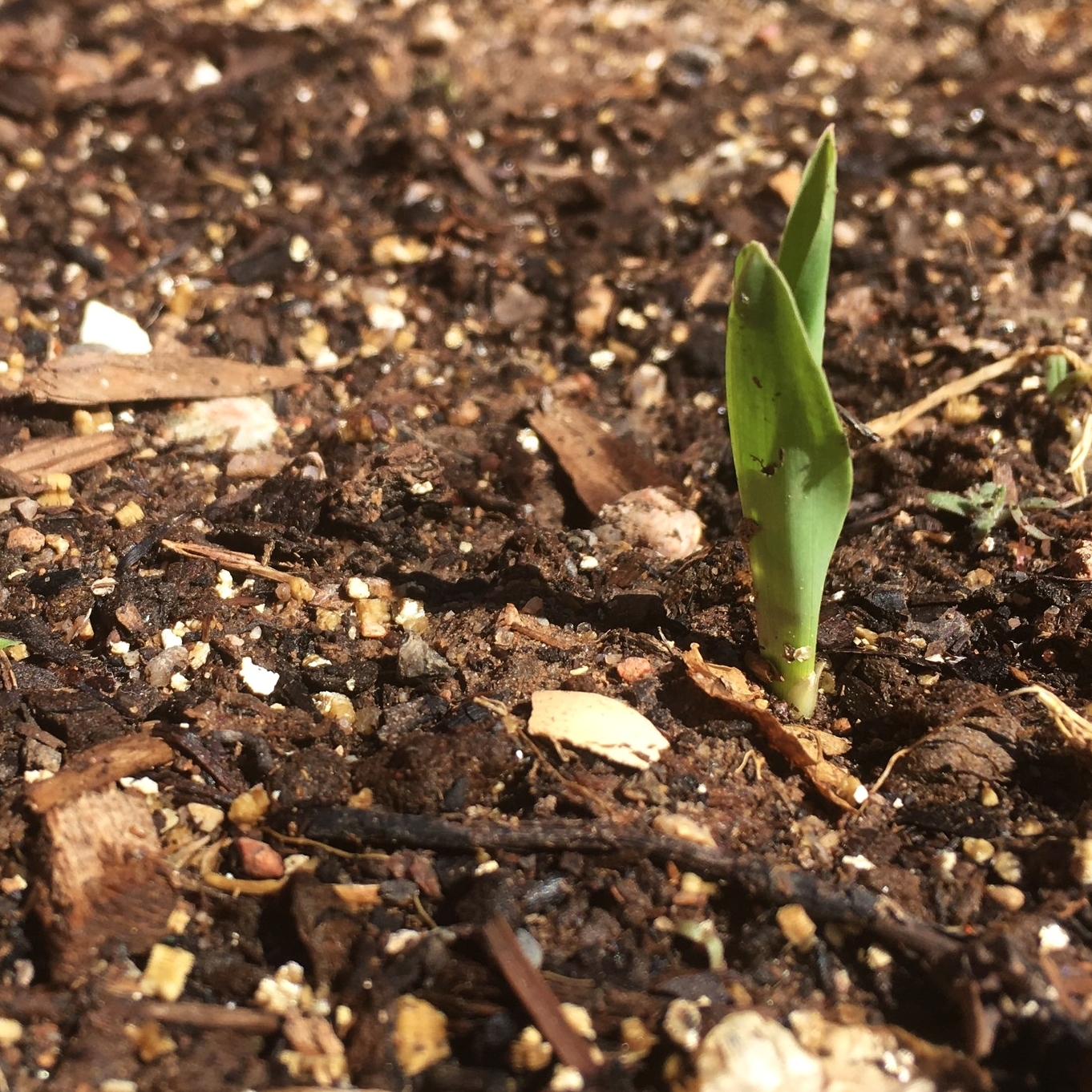 Corn seedling.jpeg