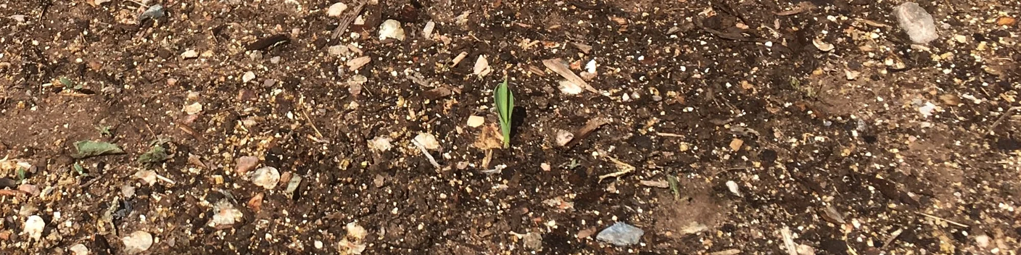 Corn seedling (2).jpeg