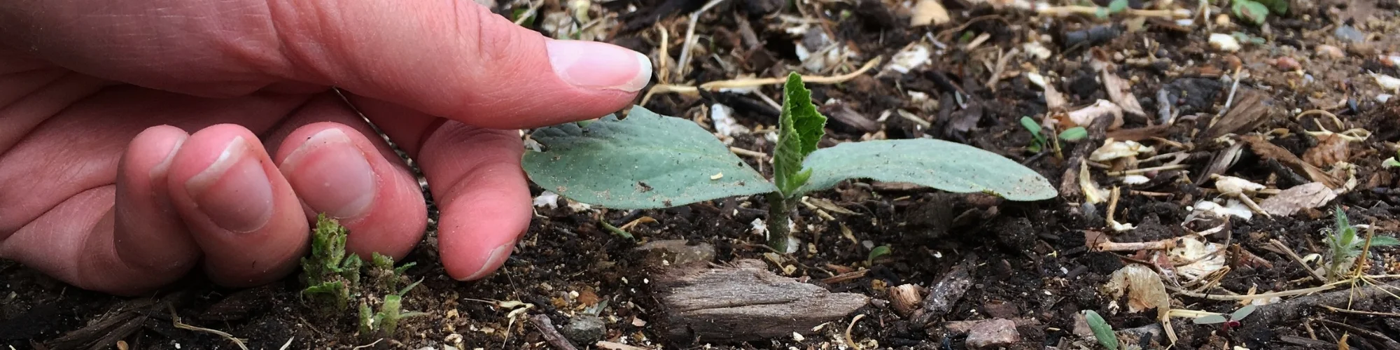 Growth (squash).jpeg