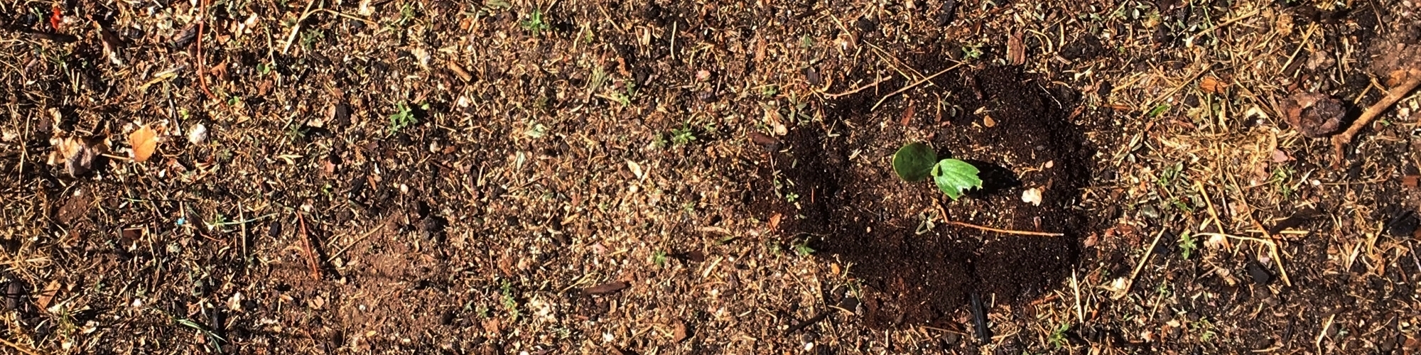Coffee Grounds.jpeg