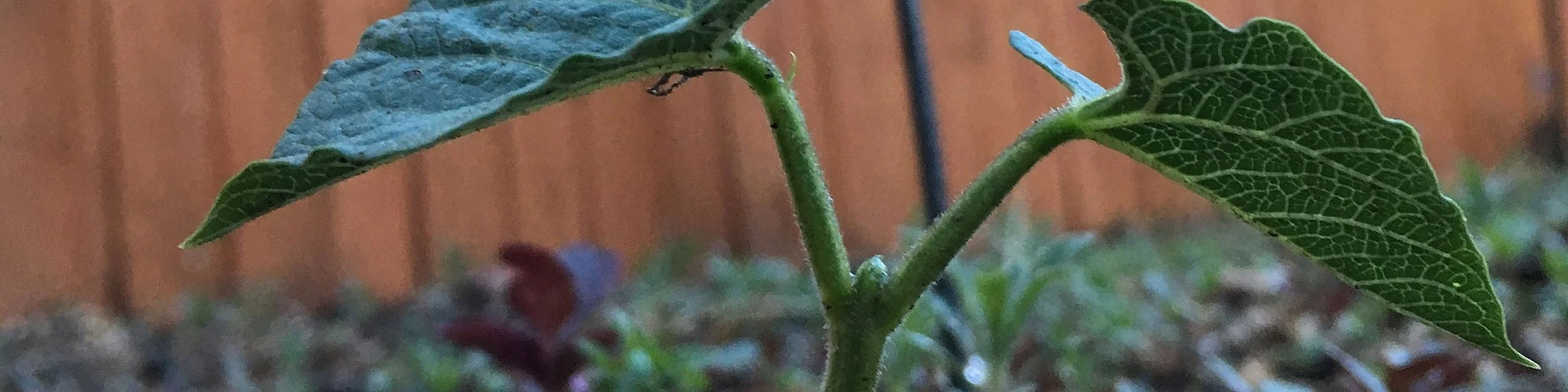 Bean seedling.jpeg