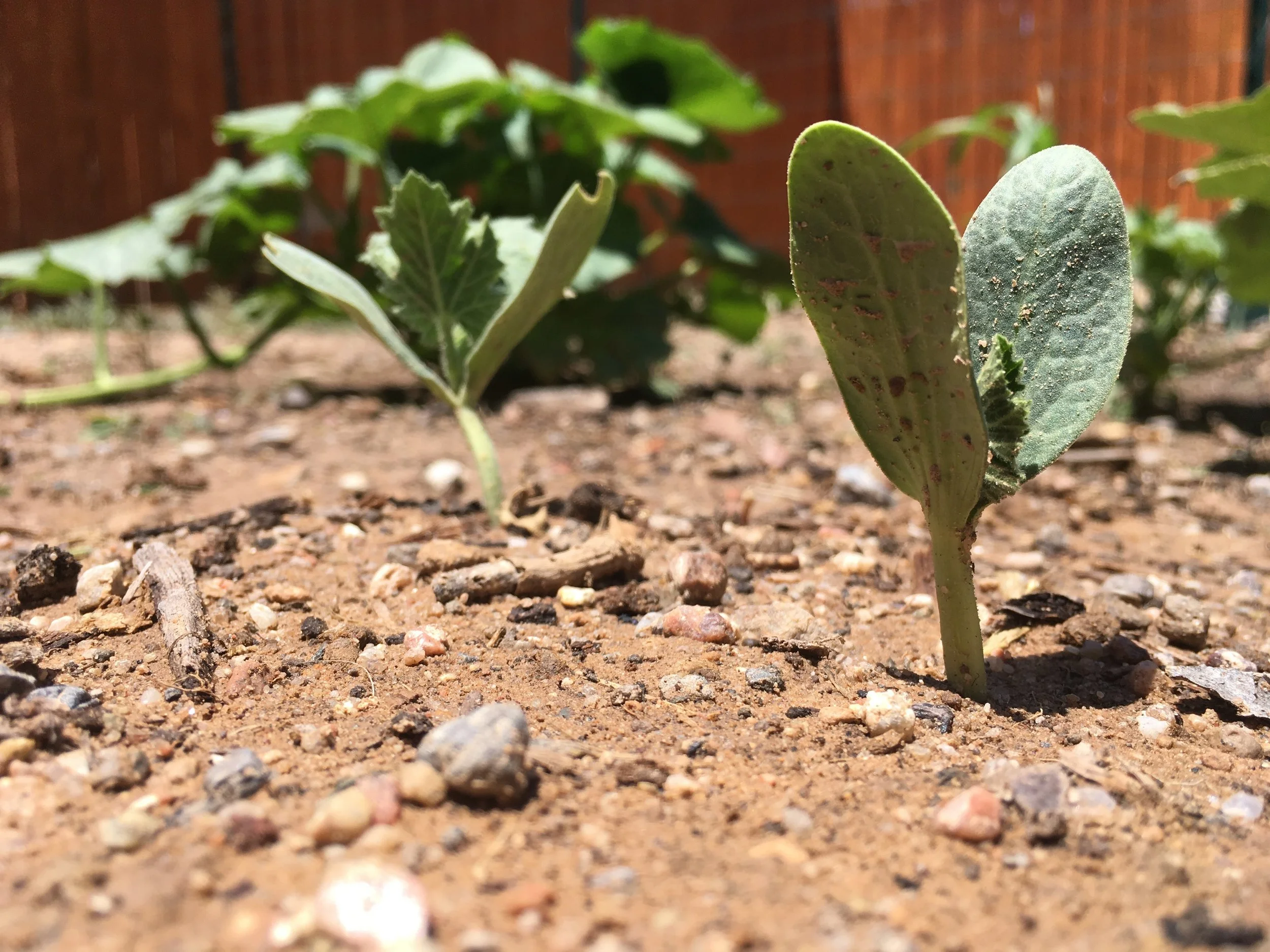 Surprise seedling.jpeg