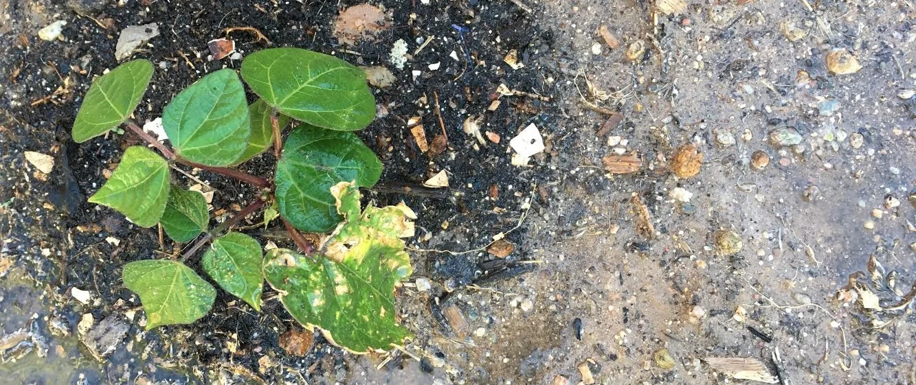 Bean growth (2).jpg