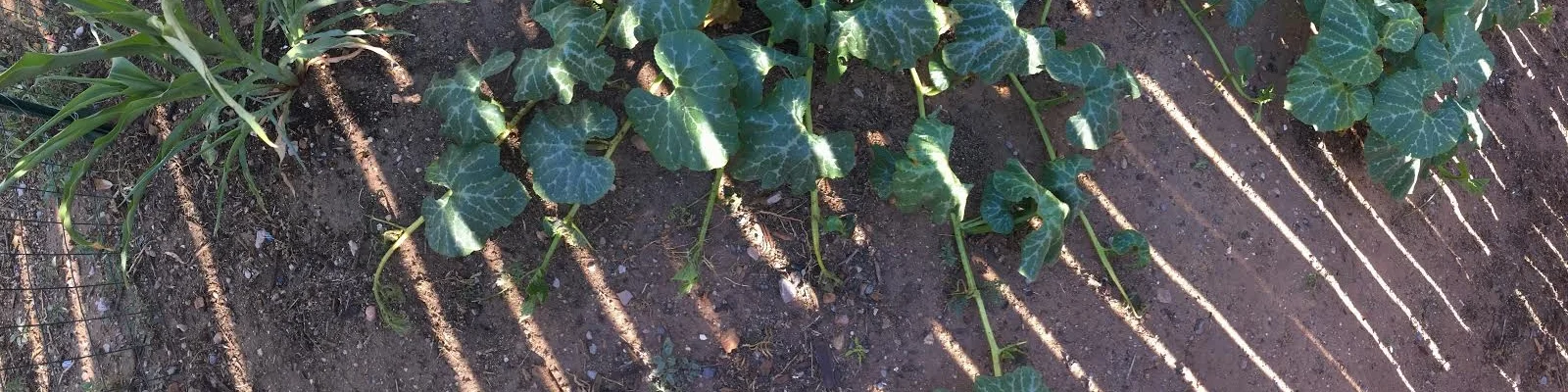 Squash vines.jpg