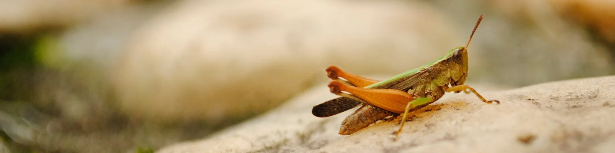 Grasshopper.jpg