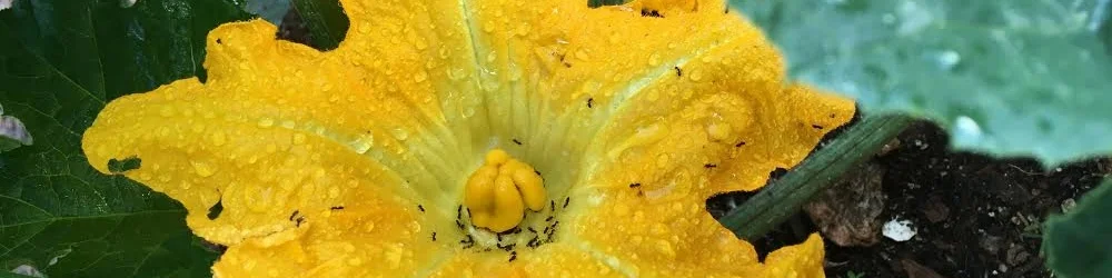 Pumpkin female (2).jpg