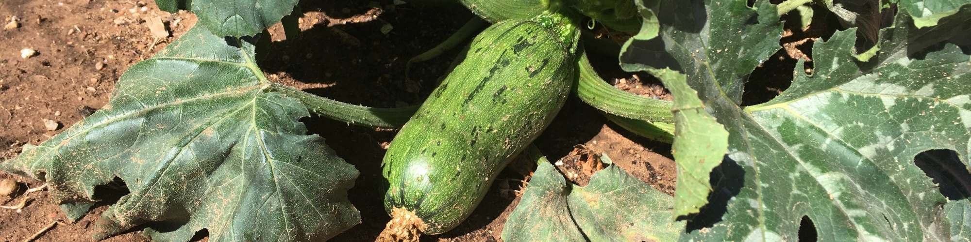 Pumpkin growth (3).jpeg