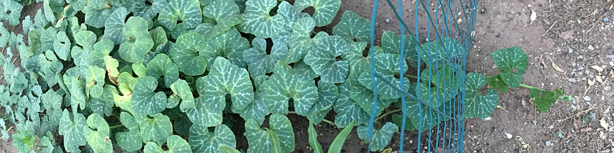 Squash escaping (4).jpeg
