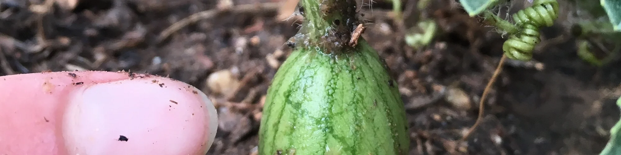 Melon growth (3).jpeg