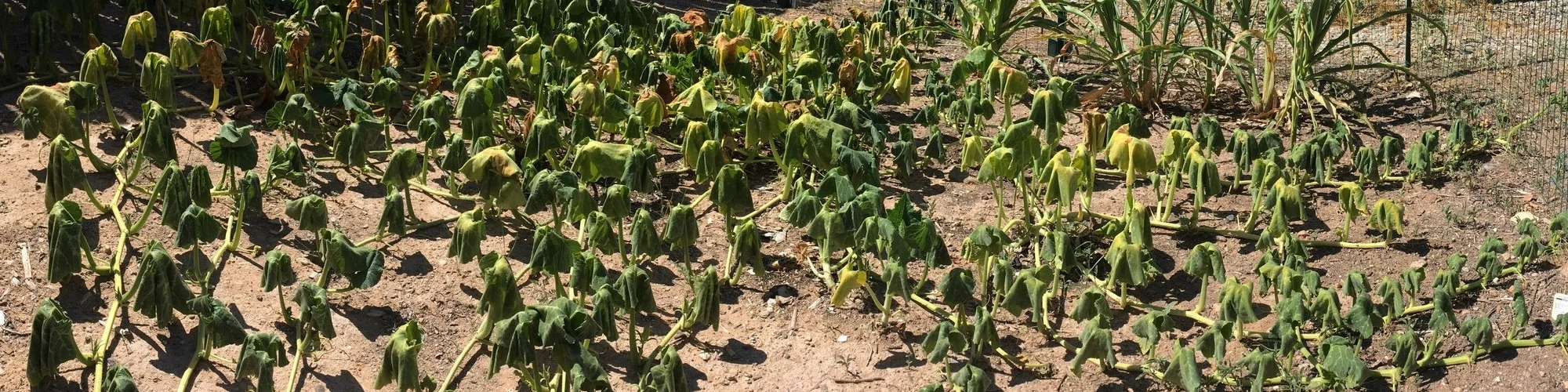 Squash growth (6).jpeg