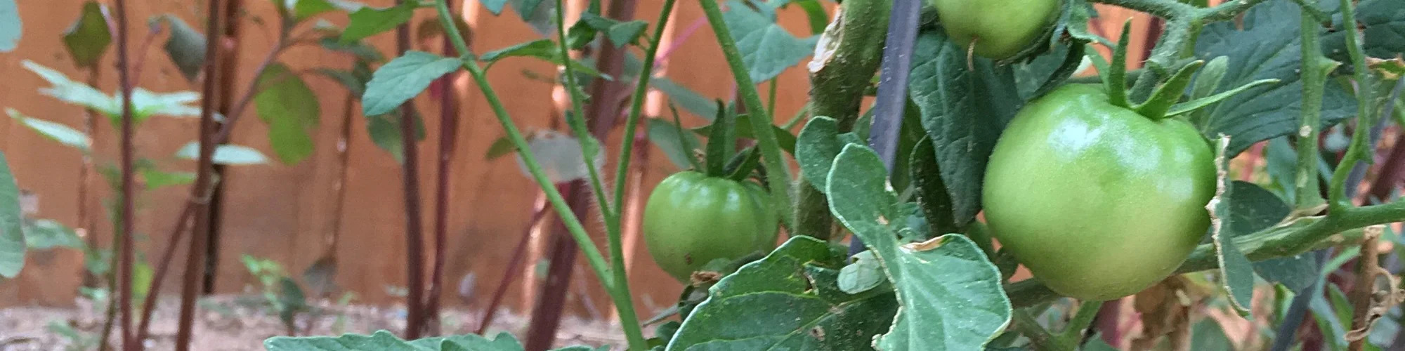 Tomato growth (2).jpeg