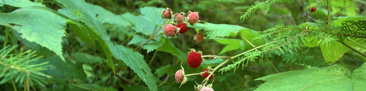 Thimbleberries.jpg