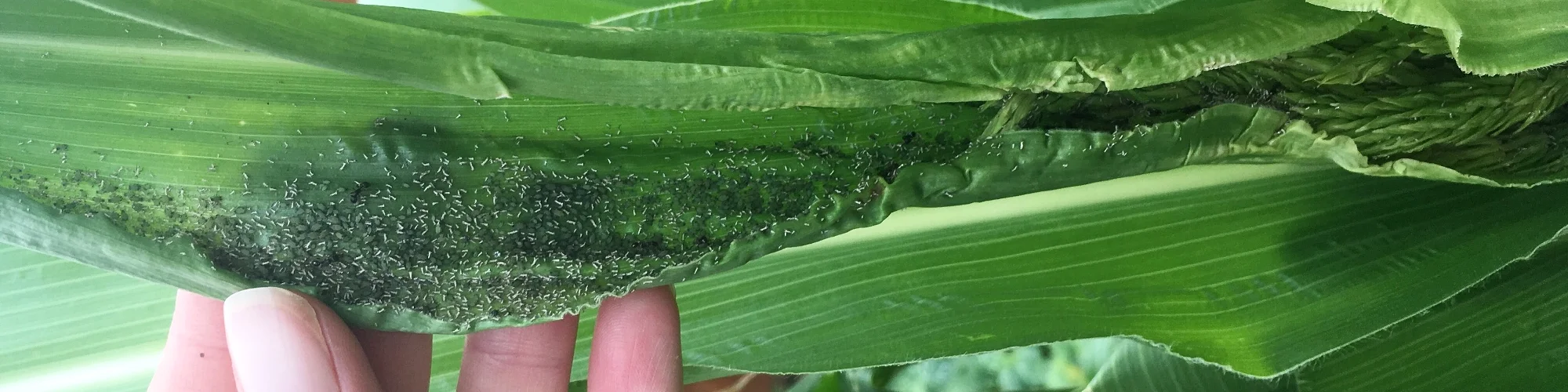 Corn aphids (2).jpeg