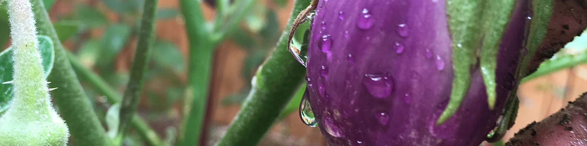 Eggplant.jpeg