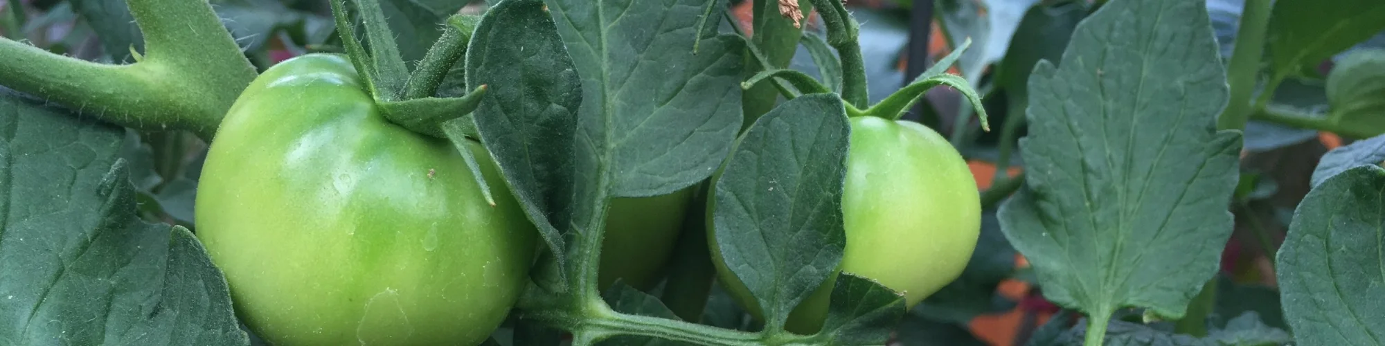 Tomato ripening.jpeg