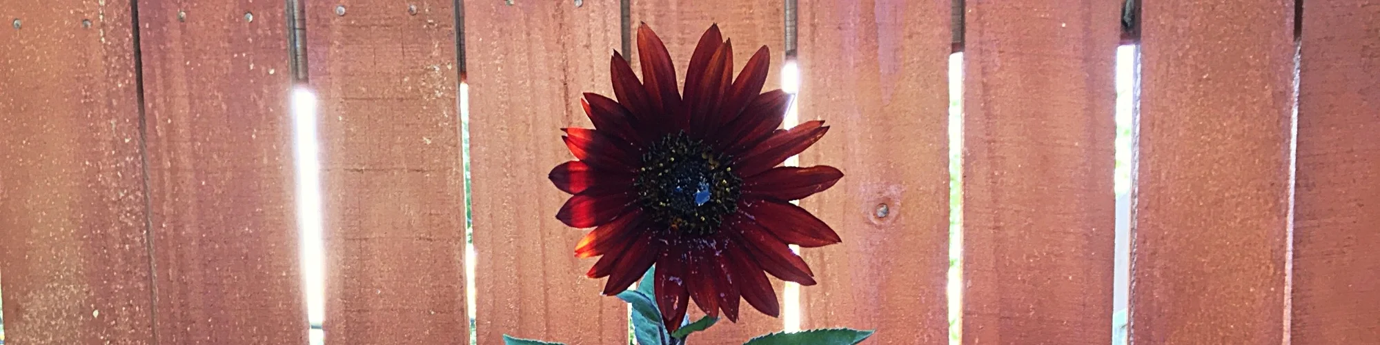 Sunflower bloom (1).jpeg