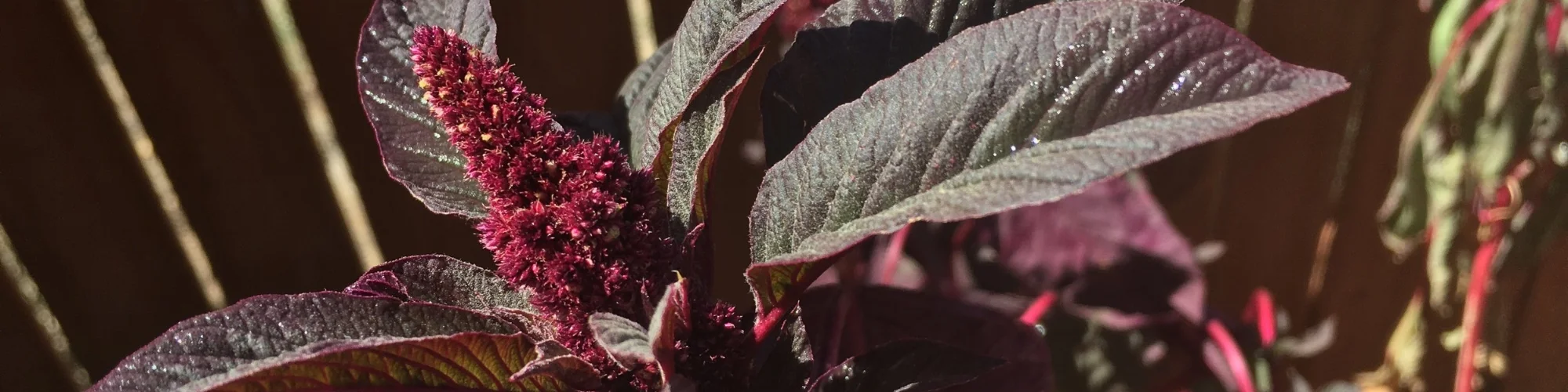 Amaranth growth (3).jpeg