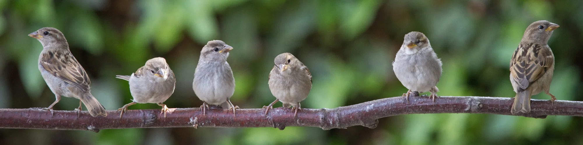 Sparrows.jpg