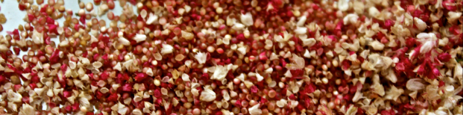 2-amaranth-seeds-and-chaff.png