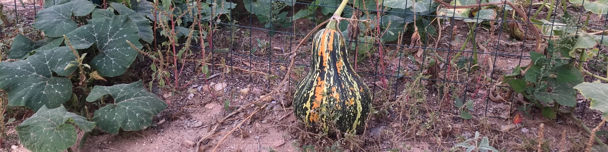 Gourd.jpg