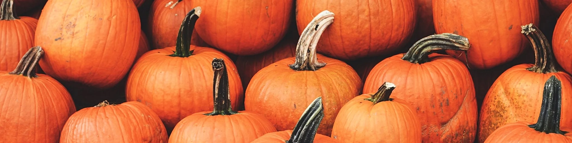 Pumpkins.jpg
