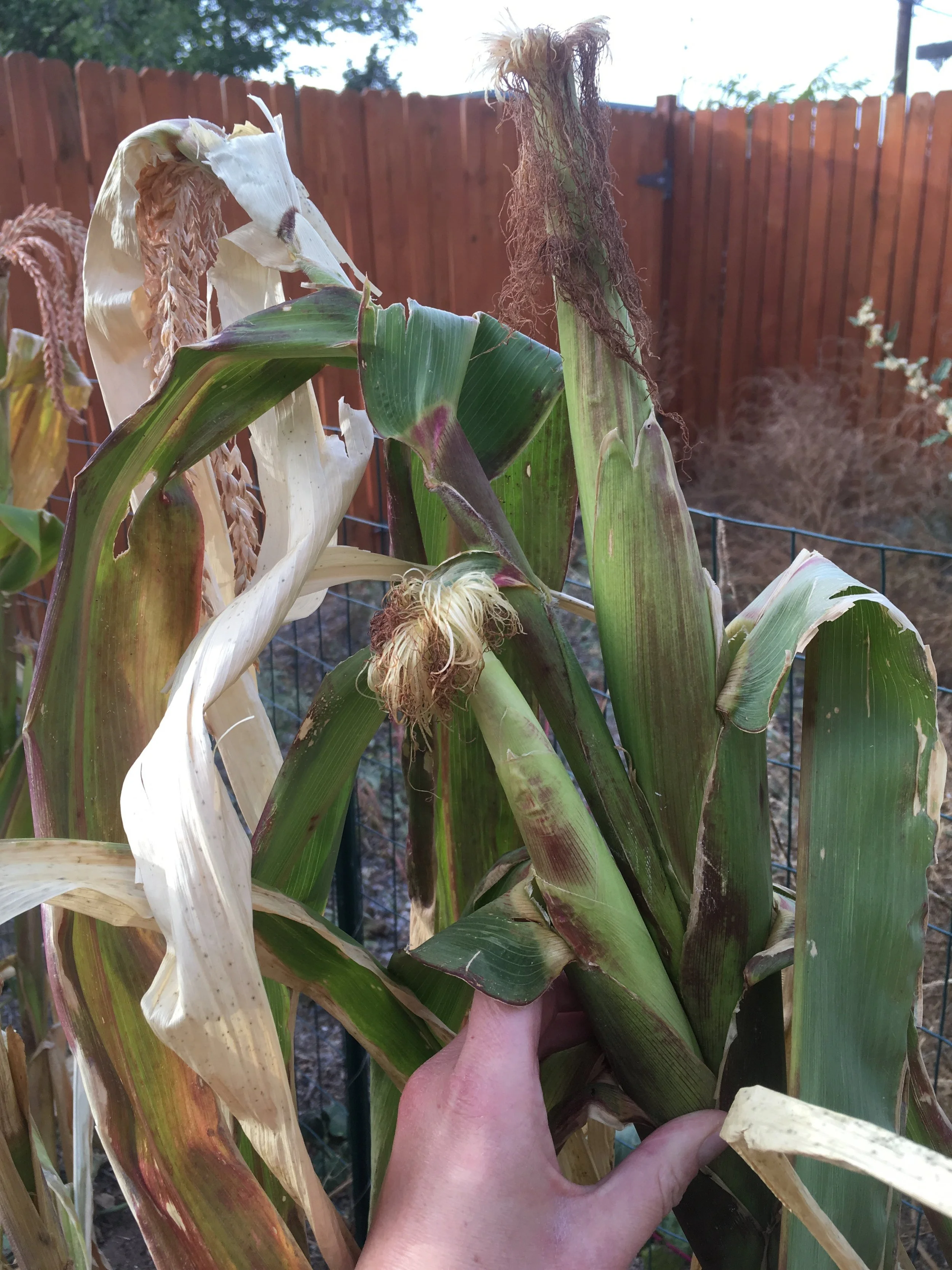 Corn harvest (1).jpeg