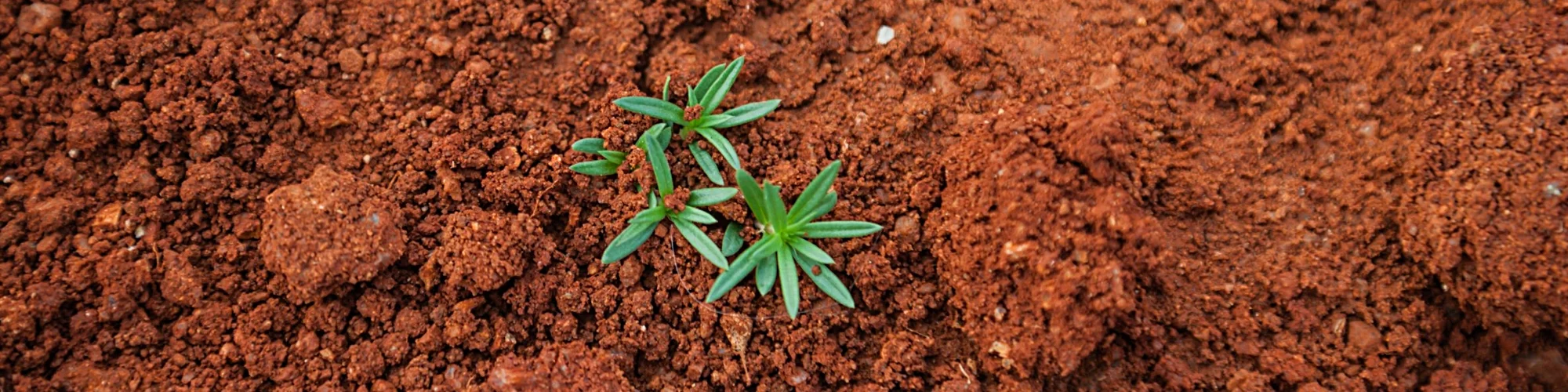 World Soil Day.jpg