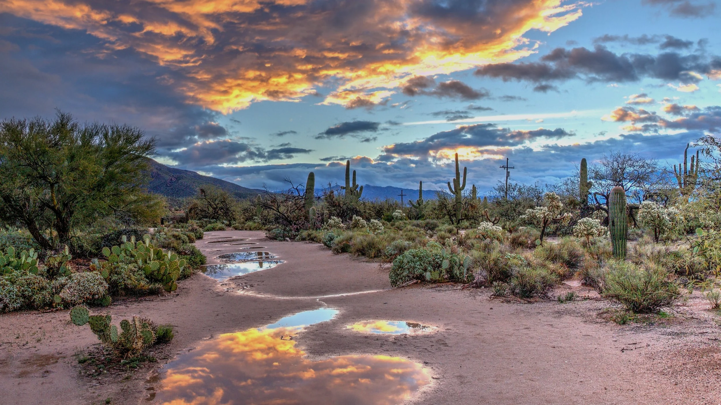 Saguaro Dulcey Lima Unsplash.jpg