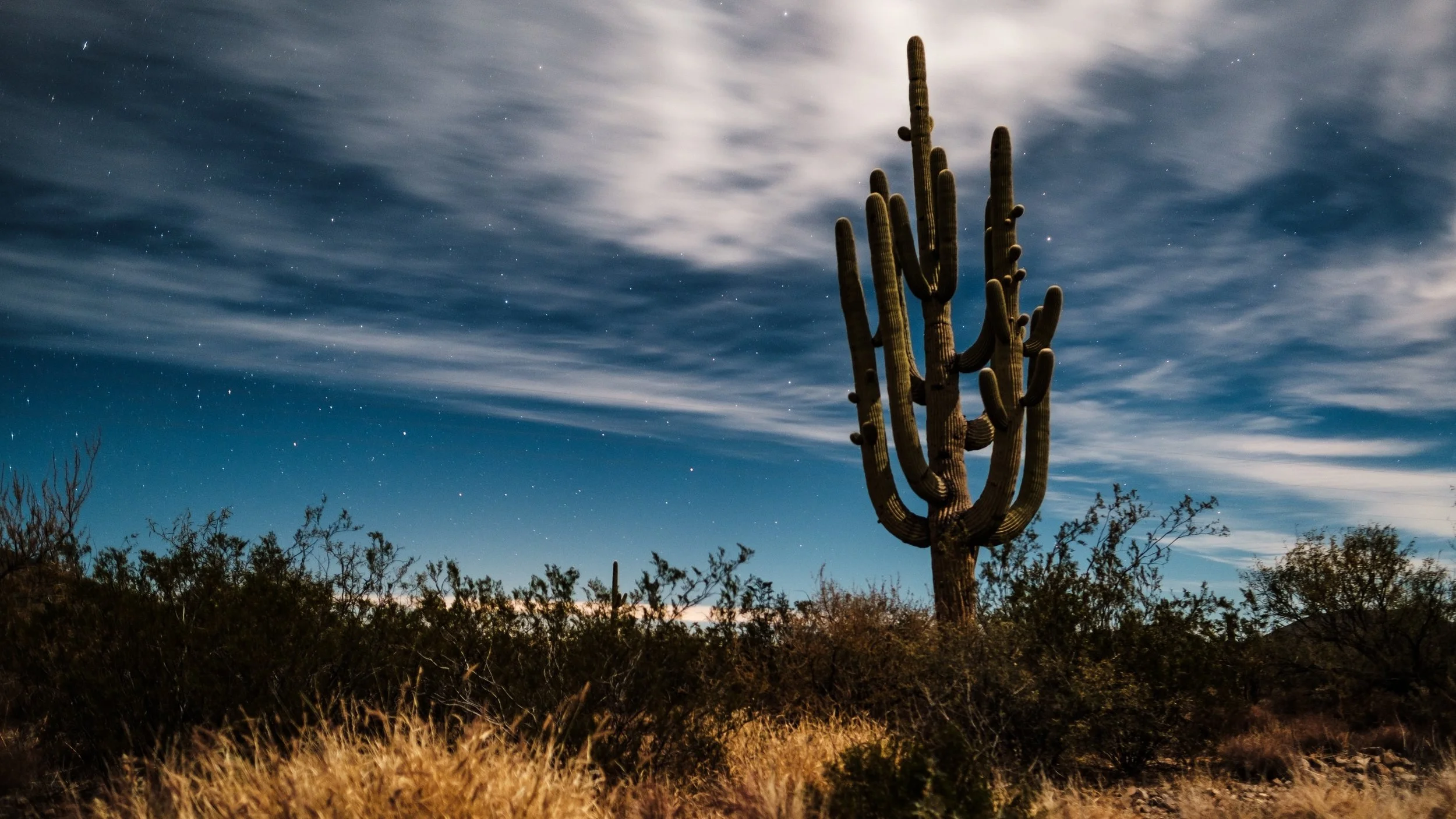 Saguaro Andrew Seaman Unsplash.jpg