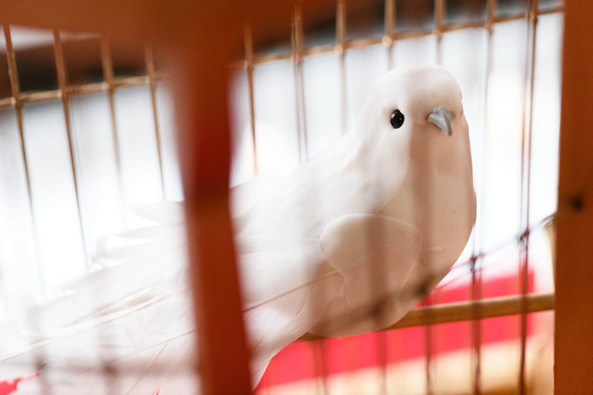 This Cage Was Once Just Fine (Raise You to Cage You)