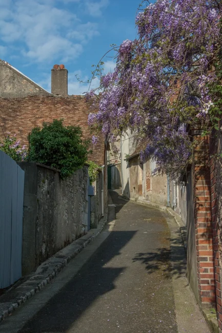 The wisteria is weeping for me.