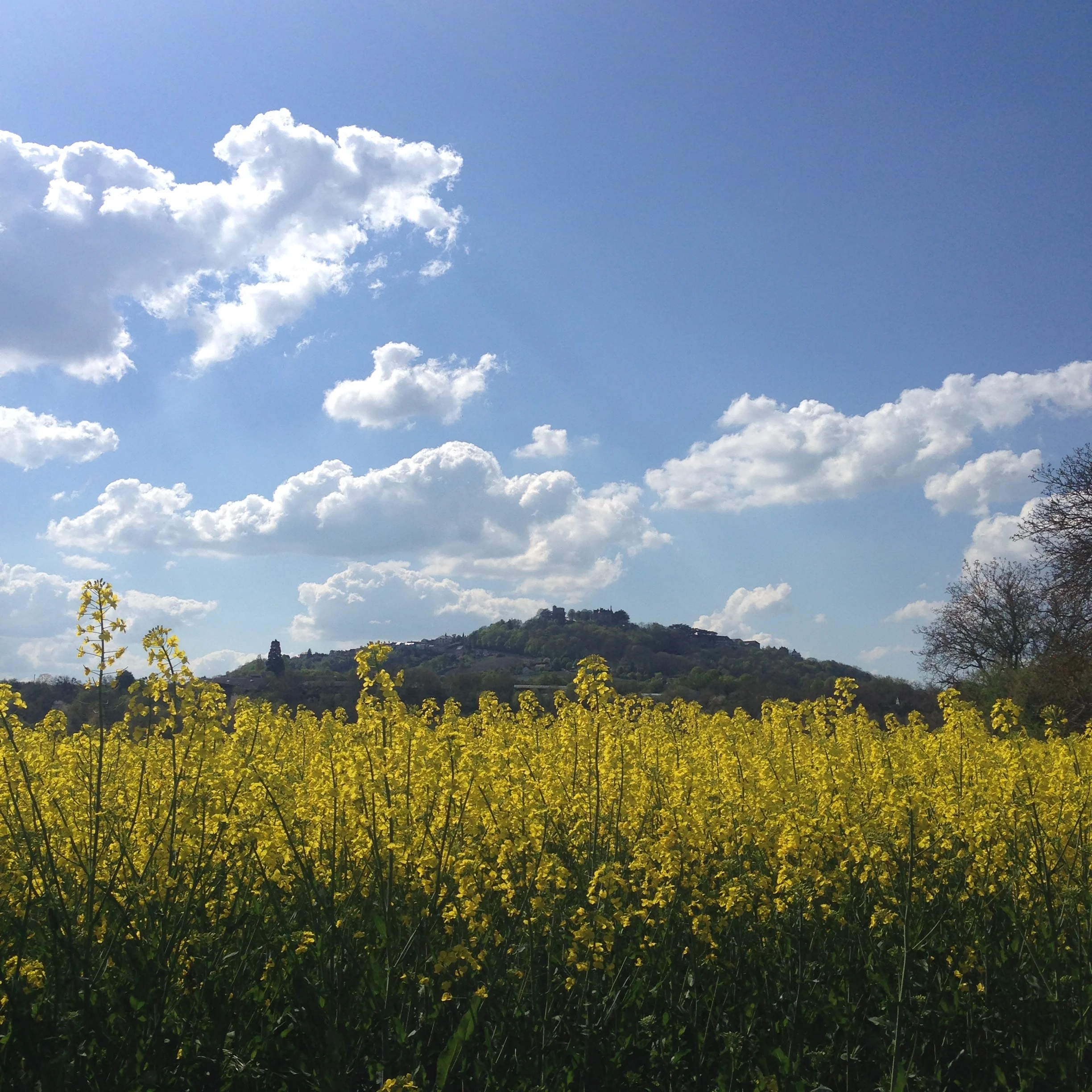 This photo I took with my iPhone from another day on the same path—I had forgotten my camera battery (but not my camera—argh!) that day, so I only have iPhone photos from that gorgeous day.