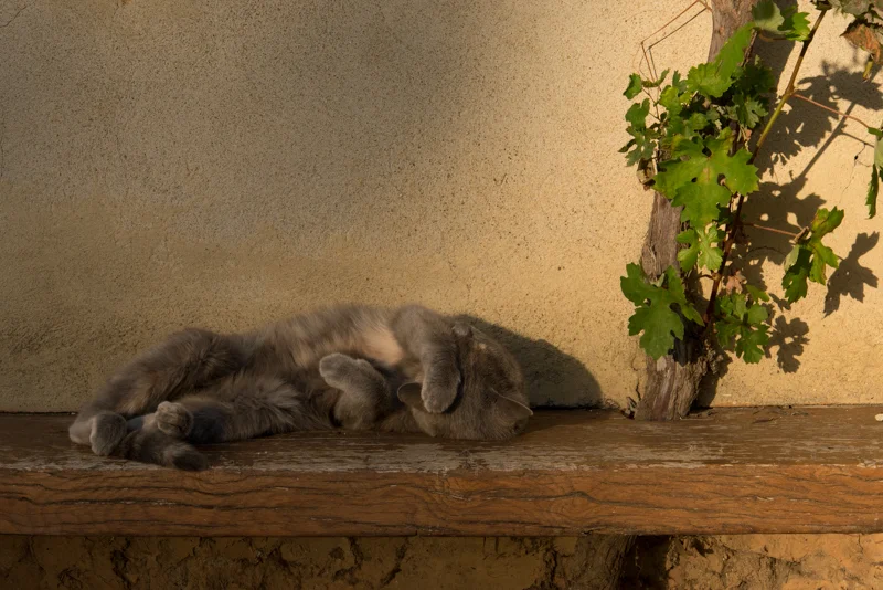 (Not feral)