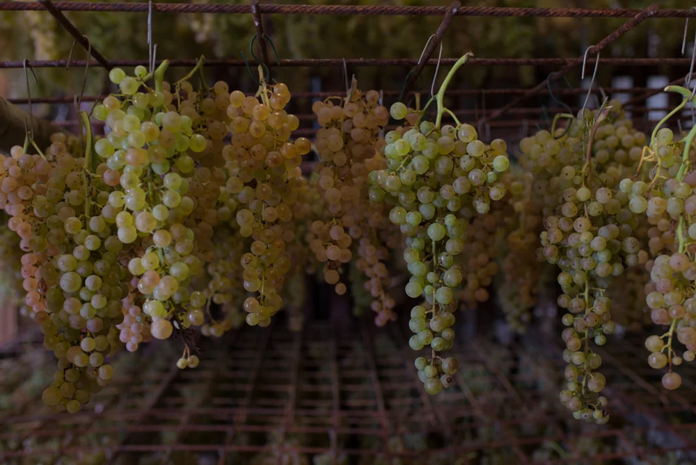 bunches of white grapes for vin santo