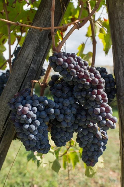 vendemmia-2.jpg