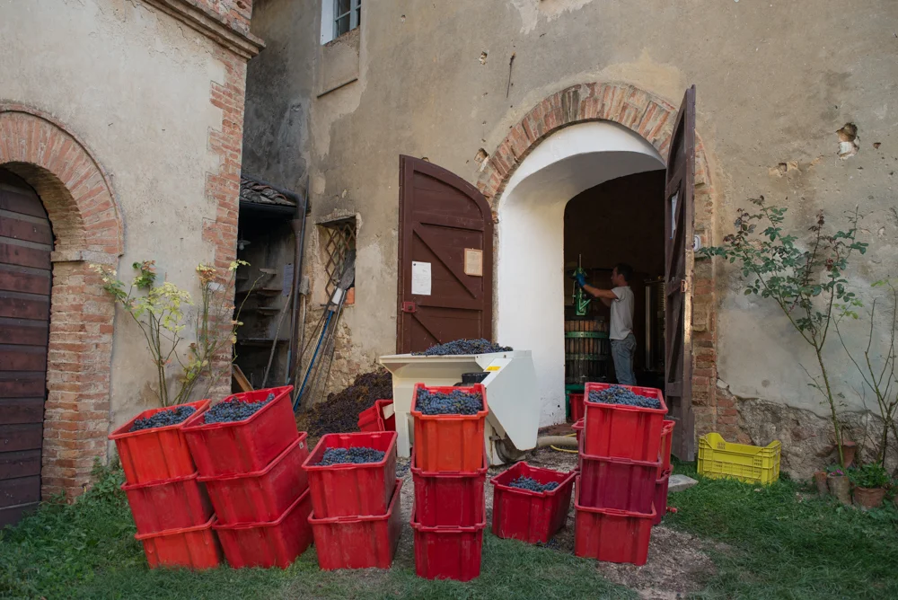 stacks of red grapes, ready to be made into wine