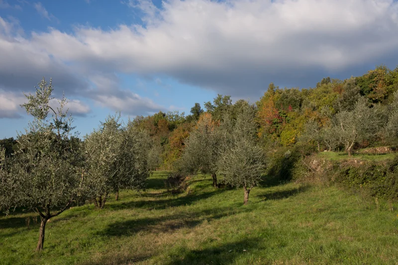 One of the olive groves