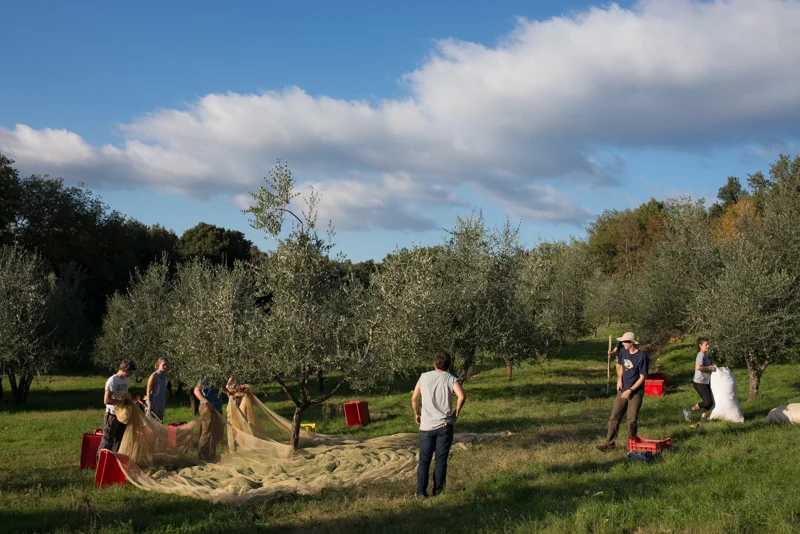 gathering olives